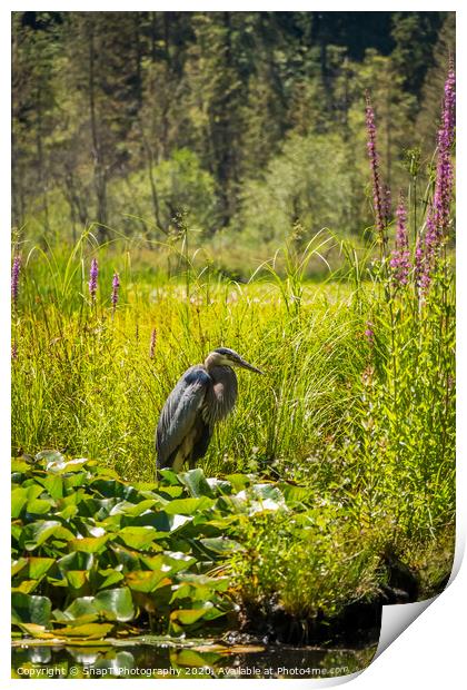 A heron fishing at Beaver Lake, Stanley Park, Vancouver Print by SnapT Photography