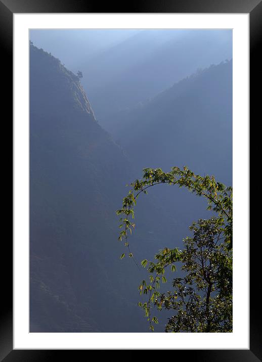Bamboo and Morning Mist near Tatopani, Himalayas,  Framed Mounted Print by Serena Bowles
