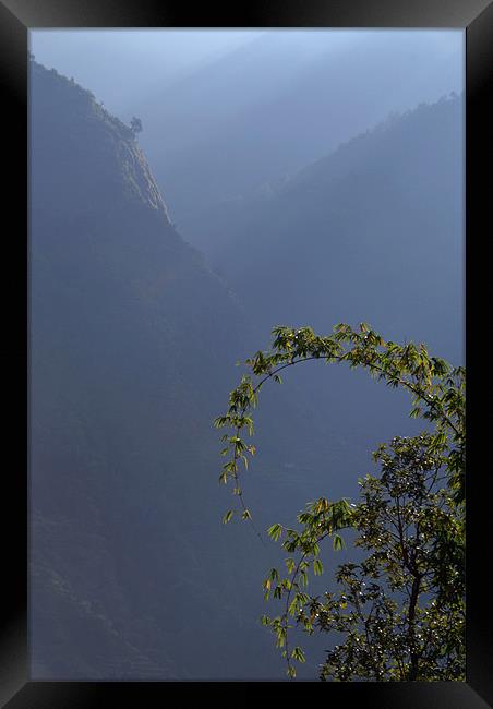 Bamboo and Morning Mist near Tatopani, Himalayas,  Framed Print by Serena Bowles