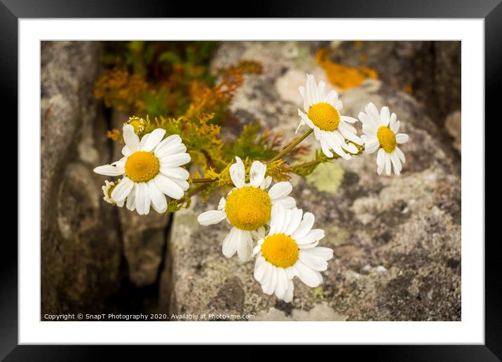 A group of yellow and white ox eye daisys flowers in the summer sun Framed Mounted Print by SnapT Photography