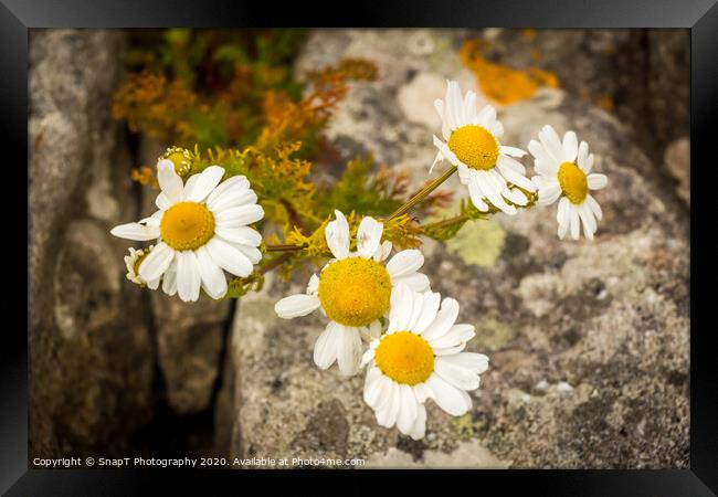 A group of yellow and white ox eye daisys flowers in the summer sun Framed Print by SnapT Photography