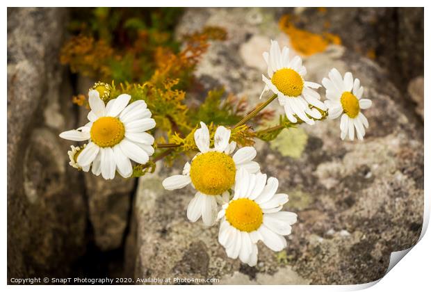 A group of yellow and white ox eye daisys flowers in the summer sun Print by SnapT Photography