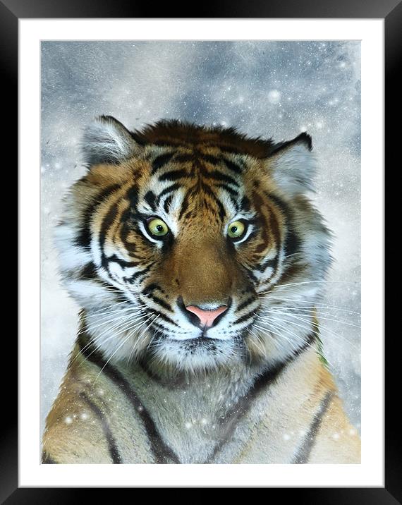 Not Quite the Full Deck - Tiger art canvas print Framed Mounted Print by Julie Hoddinott