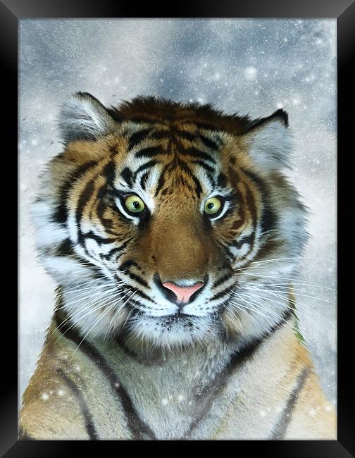 Not Quite the Full Deck - Tiger art canvas print Framed Print by Julie Hoddinott
