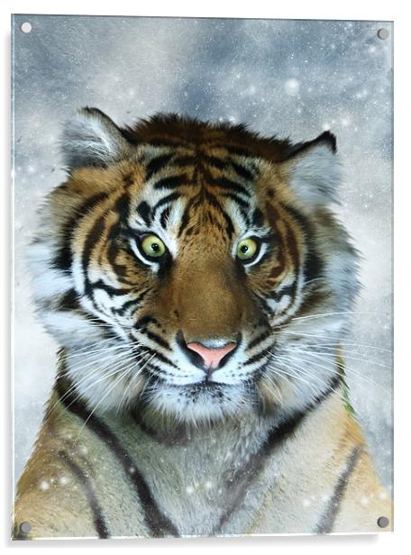 Not Quite the Full Deck - Tiger art canvas print Acrylic by Julie Hoddinott