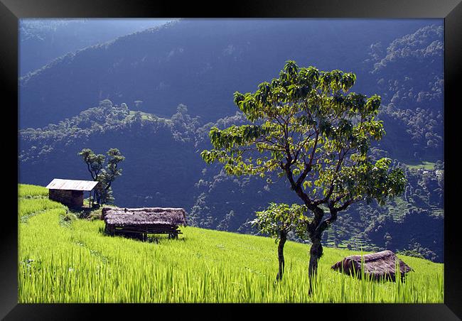 Bright Green Rice Field, Himalayas, Nepal Framed Print by Serena Bowles