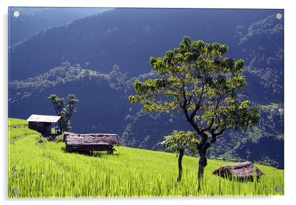 Bright Green Rice Field, Himalayas, Nepal Acrylic by Serena Bowles
