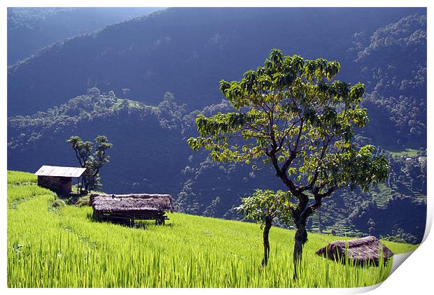 Bright Green Rice Field, Himalayas, Nepal Print by Serena Bowles