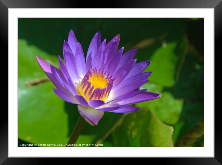 Lotus Flower - Heviz Framed Mounted Print by Laszlo Konya