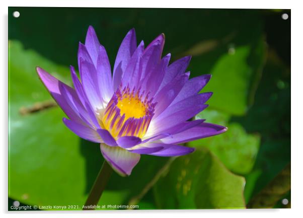 Lotus Flower - Heviz Acrylic by Laszlo Konya