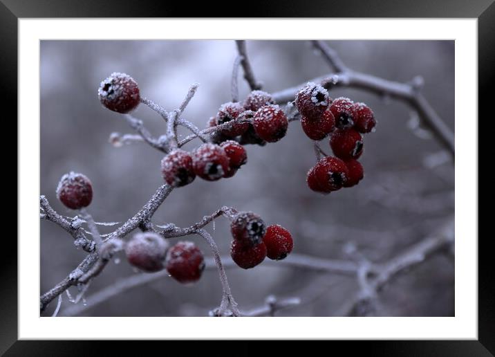 Frosty berries Framed Mounted Print by Angela Redrupp