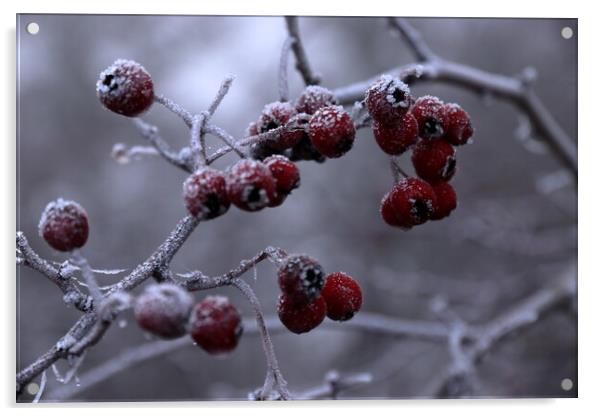 Frosty berries Acrylic by Angela Redrupp