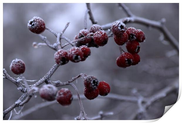 Frosty berries Print by Angela Redrupp