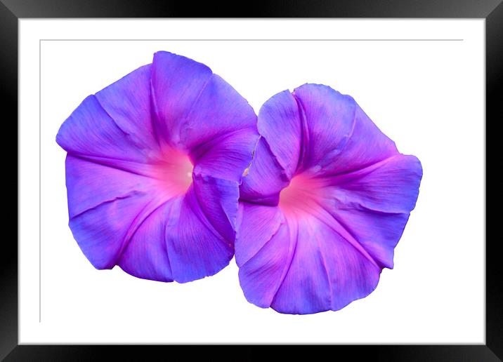 Ipomoea flower growing wild Framed Mounted Print by Kevin Hellon
