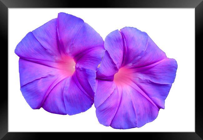 Ipomoea flower growing wild Framed Print by Kevin Hellon