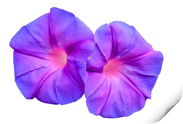 Ipomoea flower growing wild Print by Kevin Hellon
