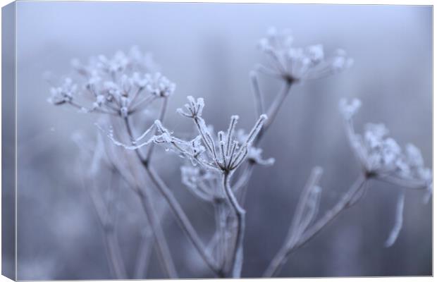 seed head in the frost 1 Canvas Print by Angela Redrupp