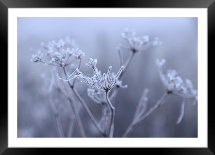 seed head in the frost 1 Framed Mounted Print by Angela Redrupp