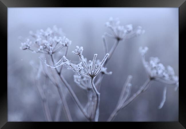 seed head in the frost 1 Framed Print by Angela Redrupp