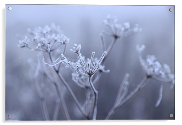 seed head in the frost 1 Acrylic by Angela Redrupp