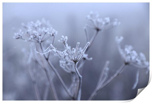 seed head in the frost 1 Print by Angela Redrupp