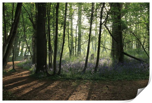 A walk in the bluebells 1 Print by Angela Redrupp