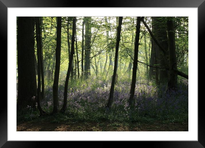 A walk in the bluebells 2 Framed Mounted Print by Angela Redrupp