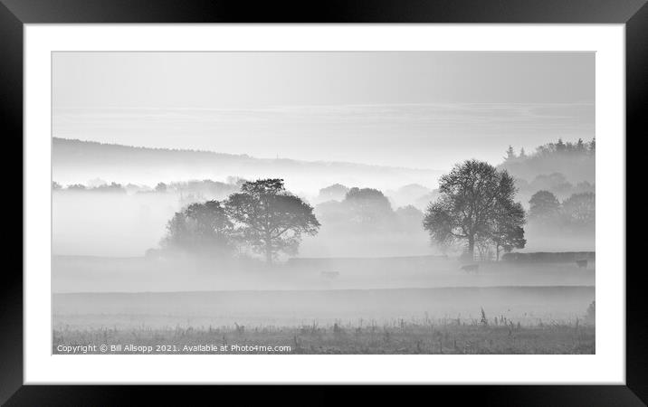 Cows in the mist #2 Framed Mounted Print by Bill Allsopp