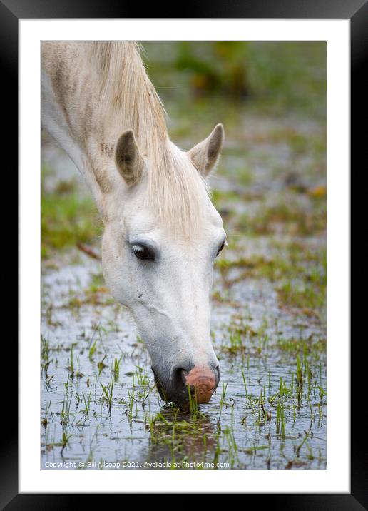 Grey horse grazing in a flooded field Framed Mounted Print by Bill Allsopp