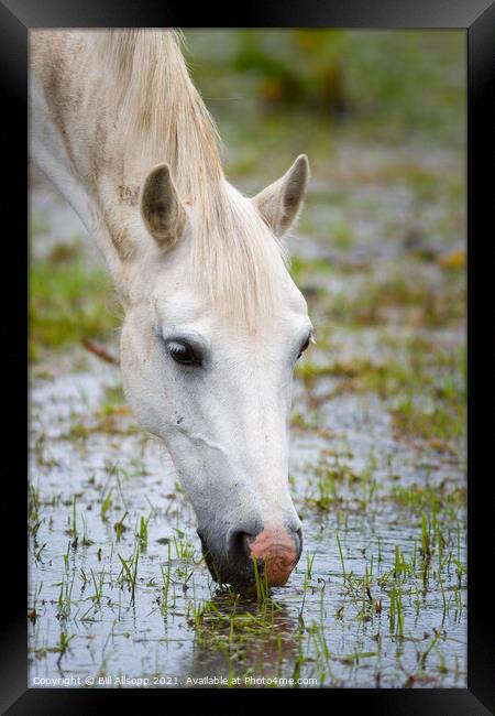 Grey horse grazing in a flooded field Framed Print by Bill Allsopp