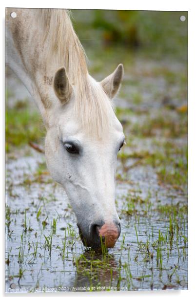 Grey horse grazing in a flooded field Acrylic by Bill Allsopp