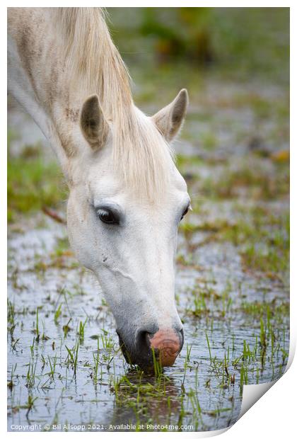 Grey horse grazing in a flooded field Print by Bill Allsopp