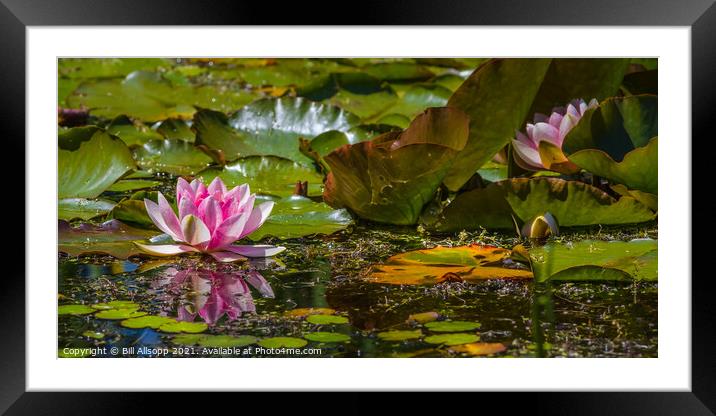 Water Lily in Friston Village Pond Framed Mounted Print by Bill Allsopp
