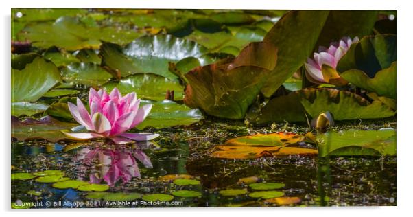 Water Lily in Friston Village Pond Acrylic by Bill Allsopp