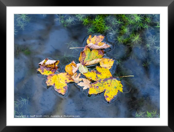 Floating Autumn Leaves Framed Mounted Print by Geoff Smith