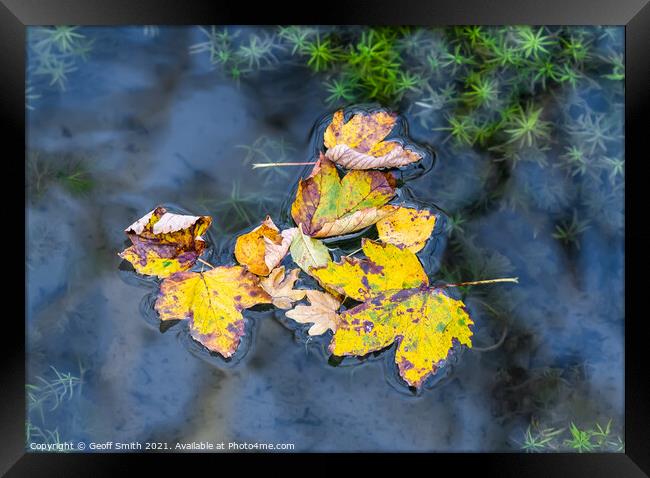 Floating Autumn Leaves Framed Print by Geoff Smith