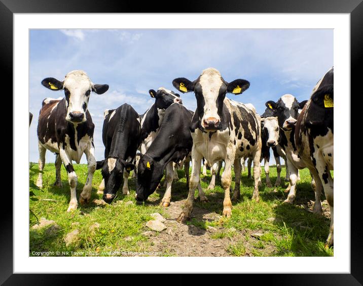 Happy Cows  Framed Mounted Print by Nik Taylor