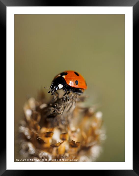 ladybird Framed Mounted Print by Nik Taylor