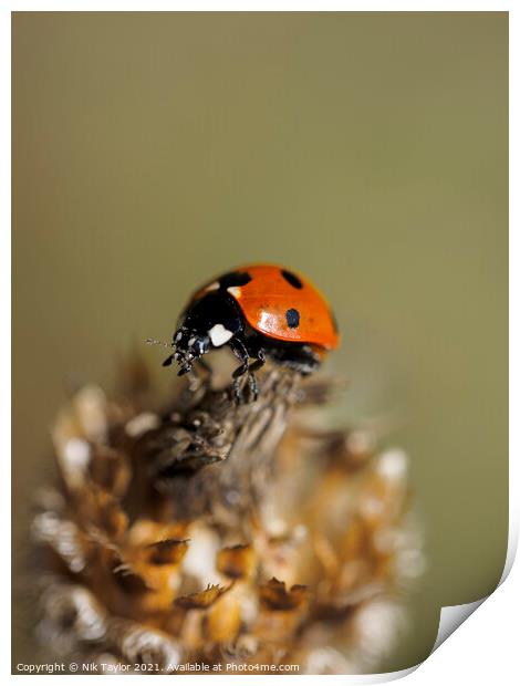 ladybird Print by Nik Taylor