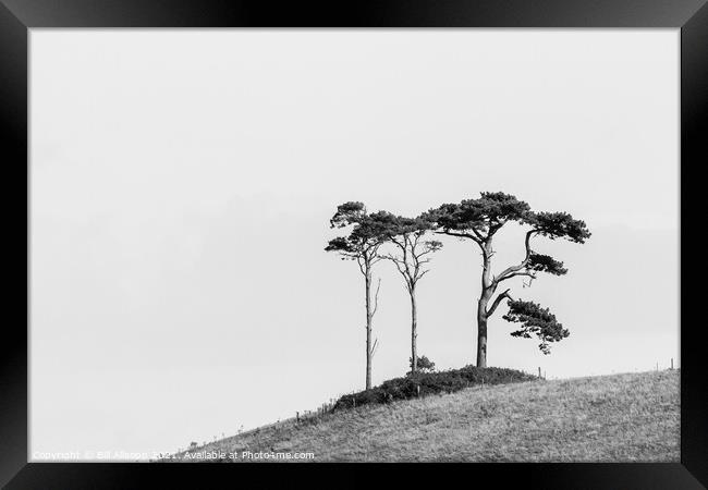 Three on a hill. Framed Print by Bill Allsopp