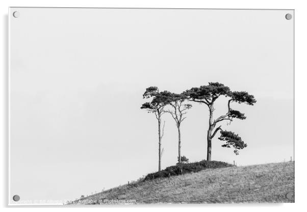 Three on a hill. Acrylic by Bill Allsopp