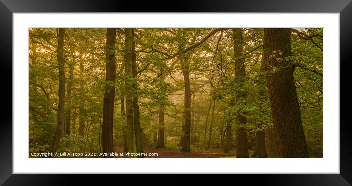 Oak tree panorama. Framed Mounted Print by Bill Allsopp