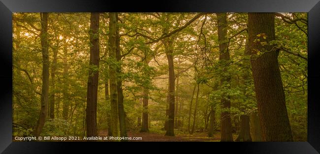 Oak tree panorama. Framed Print by Bill Allsopp