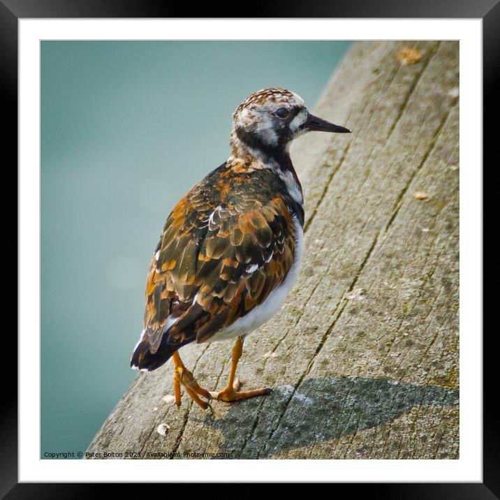 A Turnstone at Southend on Sea pier, Essex, UK. Framed Mounted Print by Peter Bolton