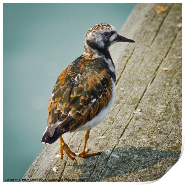 A Turnstone at Southend on Sea pier, Essex, UK. Print by Peter Bolton