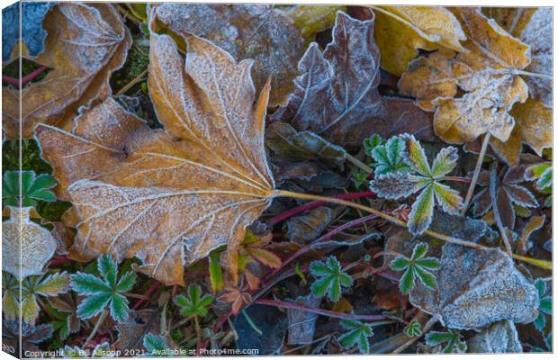 Frosted Leaves. Canvas Print by Bill Allsopp