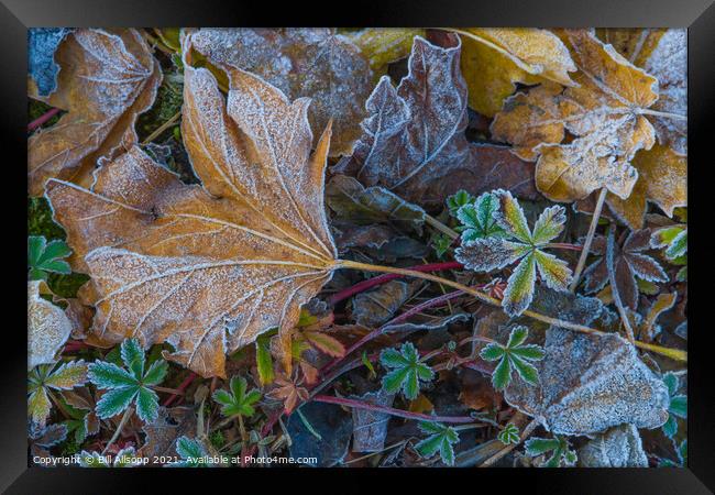 Frosted Leaves. Framed Print by Bill Allsopp