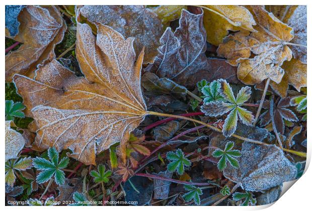 Frosted Leaves. Print by Bill Allsopp
