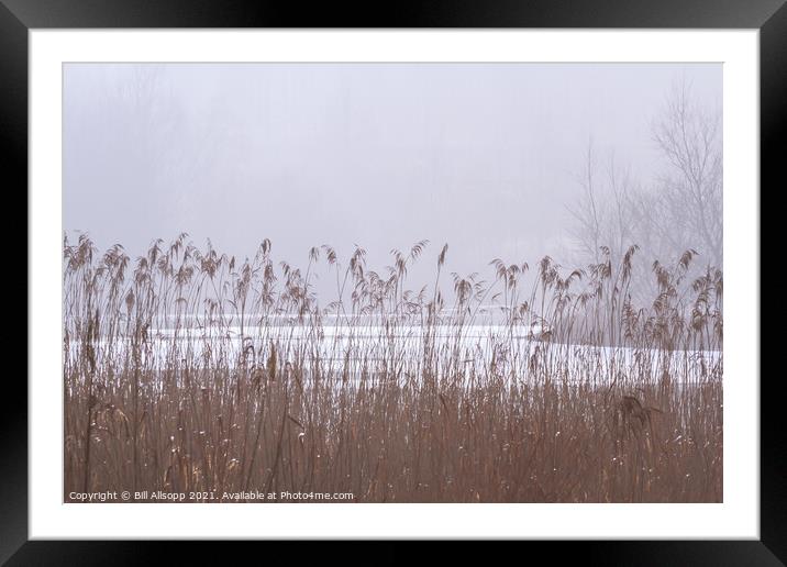 Reeds on a misty day. Framed Mounted Print by Bill Allsopp