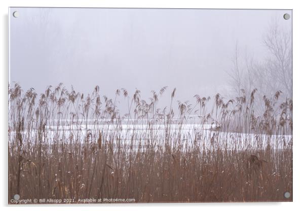Reeds on a misty day. Acrylic by Bill Allsopp